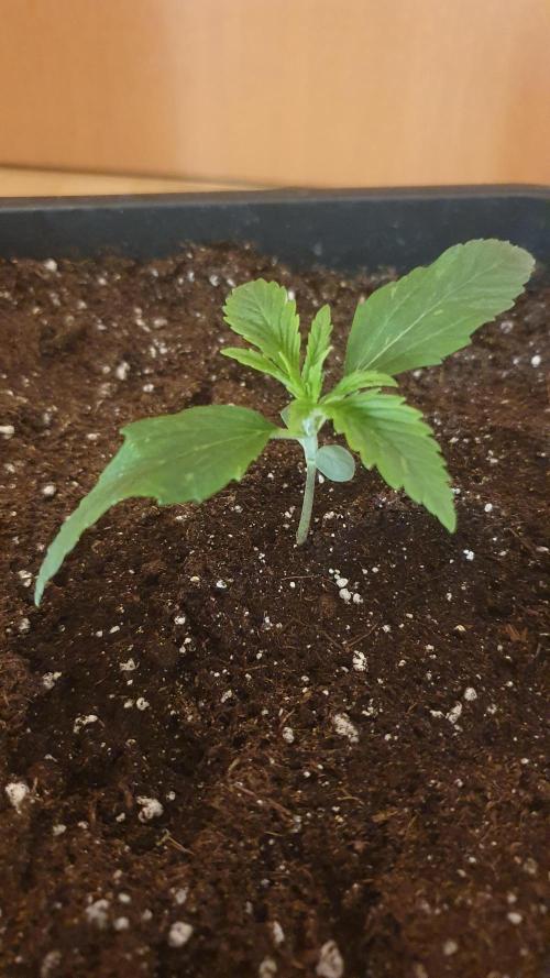 Permanent Marker Autoseeds. Week 1