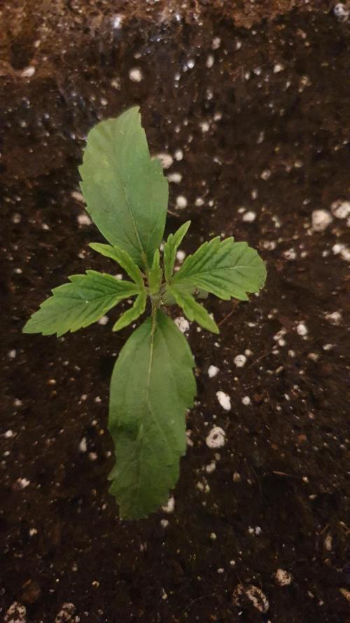 Jelly Donutz Auto Humboldt. Week 1