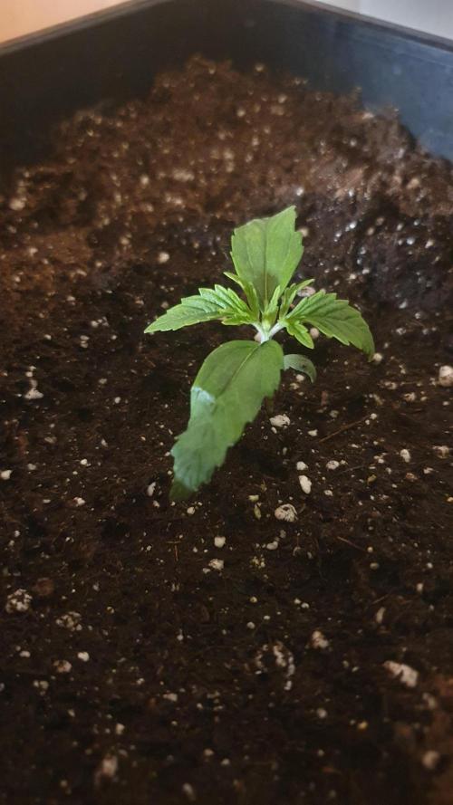 Jelly Donutz Auto Humboldt. Week 1