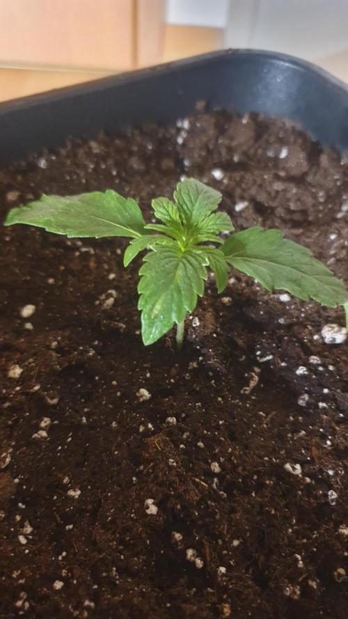 Milkyway F1 Auto RQS. Week 1