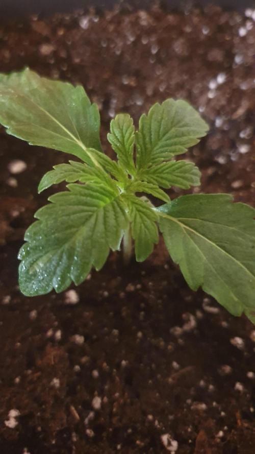 Milkyway F1 Auto RQS. Week 1