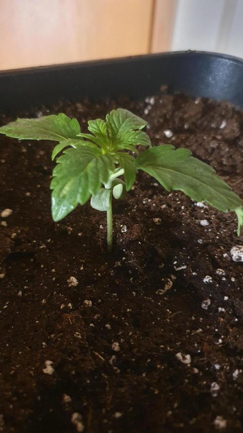 Milkyway F1 Auto RQS. Week 1