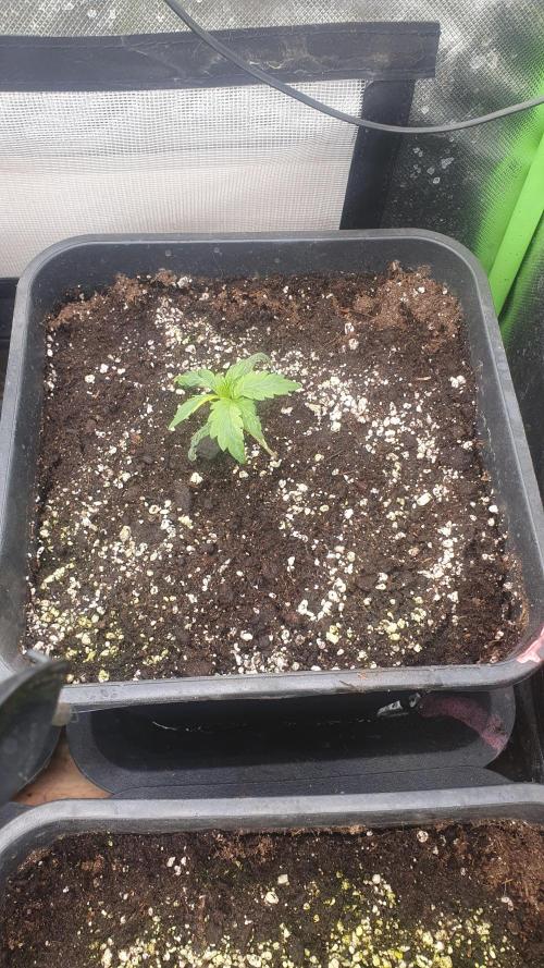 Tropicana Cookies Auto Zamnesia. Week 1