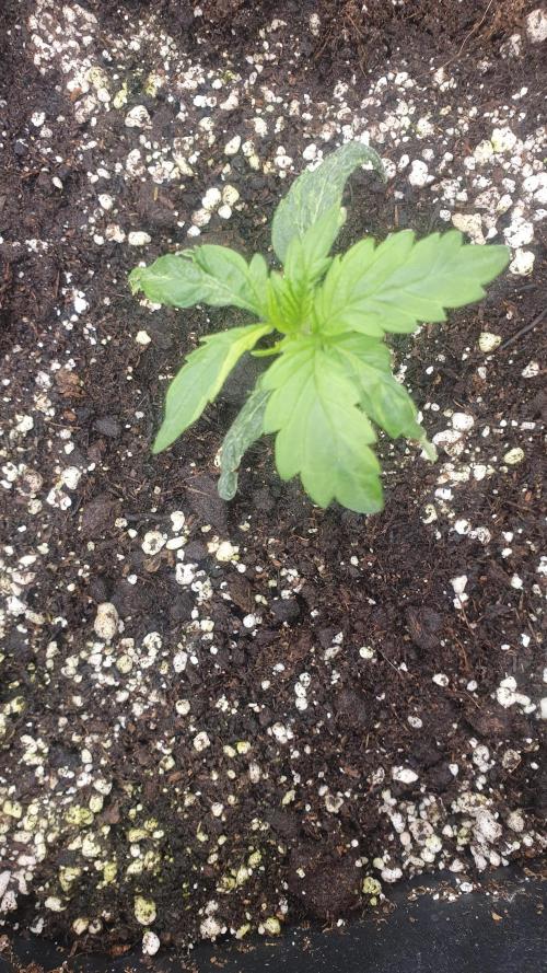 Tropicana Cookies Auto Zamnesia. Week 1