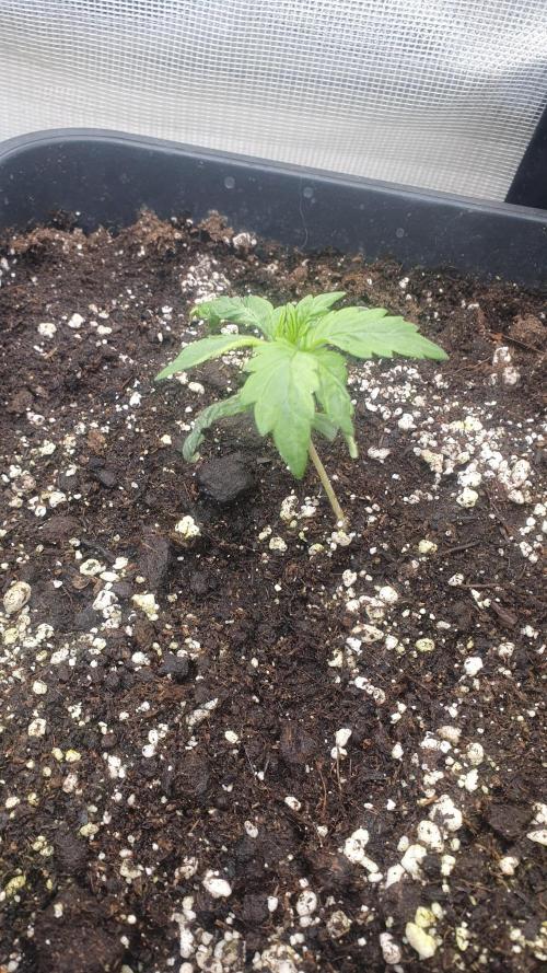 Tropicana Cookies Auto Zamnesia. Week 1