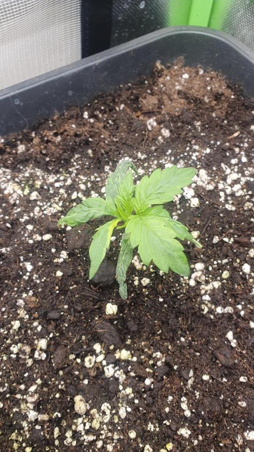 Tropicana Cookies Auto Zamnesia. Week 1