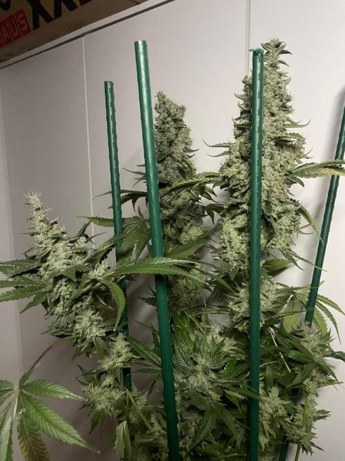 Black Diamond Zamnesia. Week 14