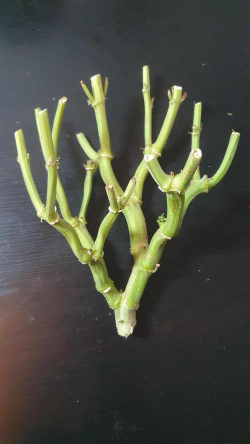 Black Diamond Zamnesia. Week 14