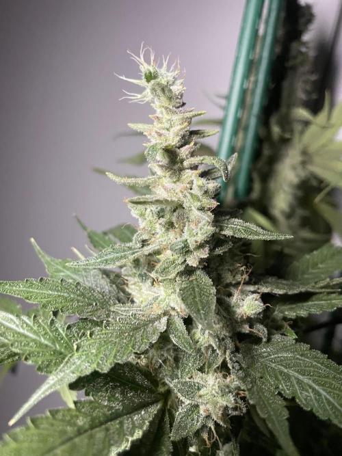 Black Diamond Zamnesia. Week 14