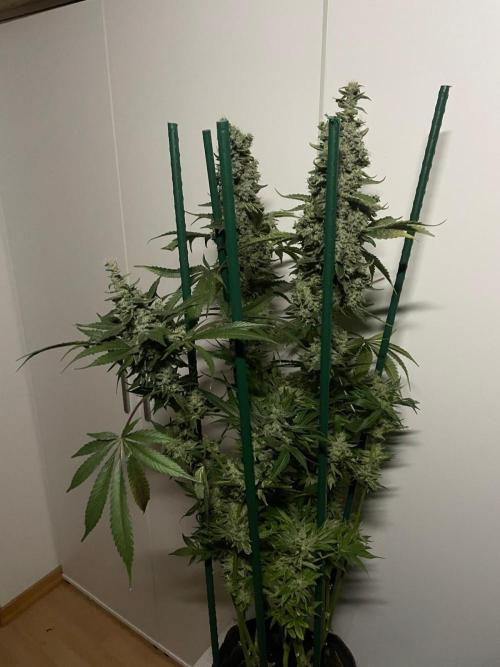 Black Diamond Zamnesia. Week 14