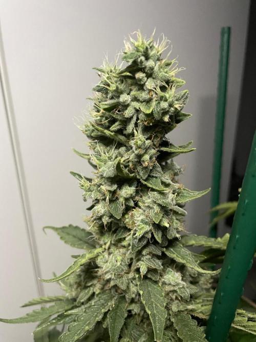 Black Diamond Zamnesia. Week 14