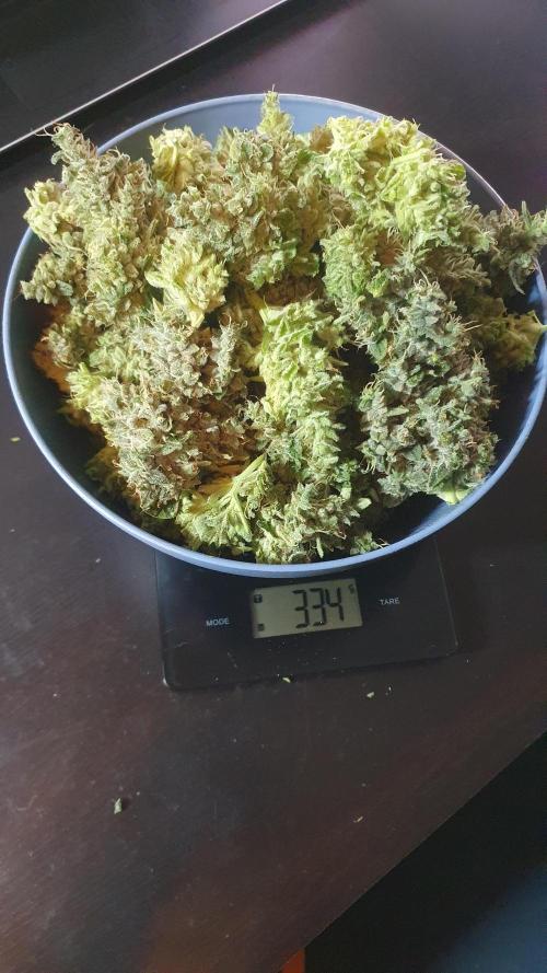 Black Diamond Zamnesia. Week 14