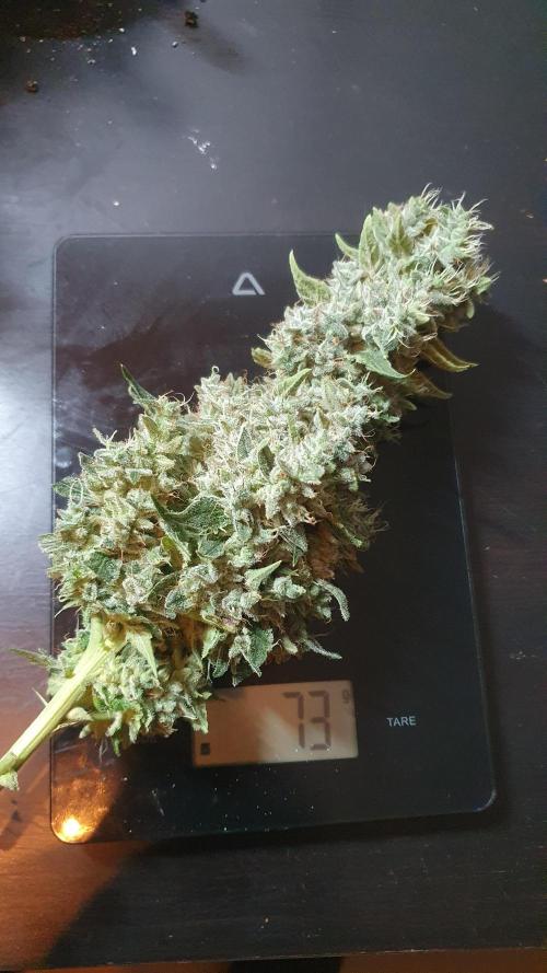 Black Diamond Zamnesia. Week 14