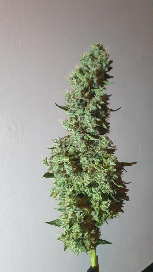 Black Diamond Zamnesia. Week 14