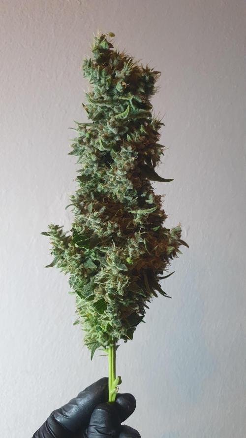 Black Diamond Zamnesia. Week 14