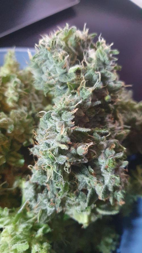 Black Diamond Zamnesia. Week 14