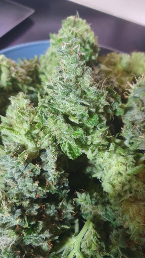 Black Diamond Zamnesia. Week 14