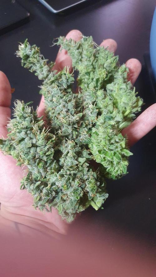 Black Diamond Zamnesia. Week 14