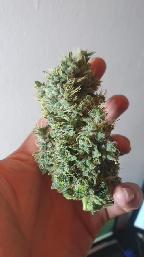 Black Diamond Zamnesia. Week 14