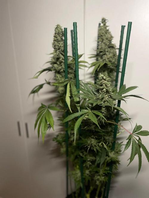 Black Diamond Zamnesia. Week 14