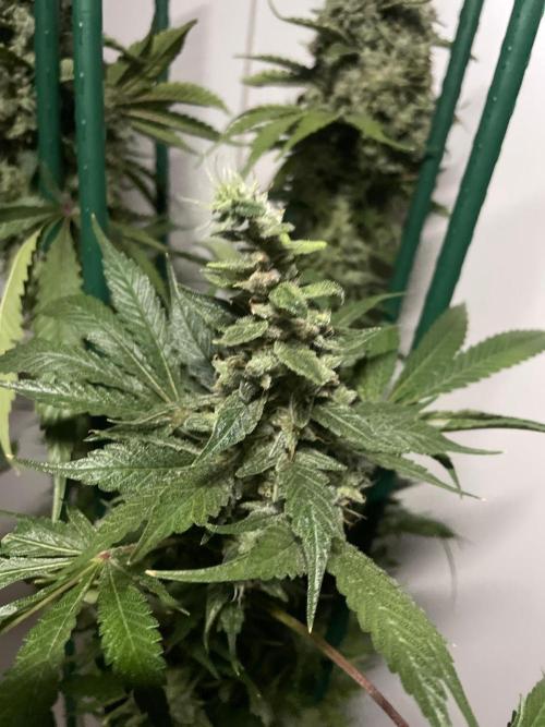 Black Diamond Zamnesia. Week 14