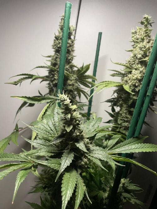 Black Diamond Zamnesia. Week 14