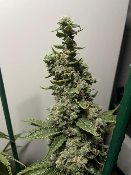 Black Diamond Zamnesia. Week 14