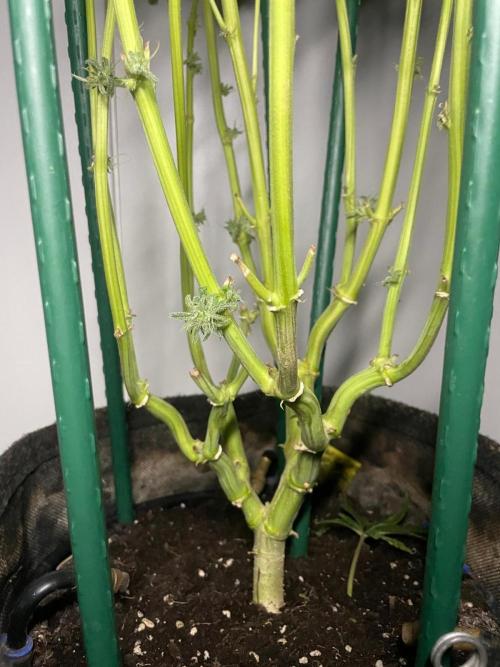 Black Diamond Zamnesia. Week 14