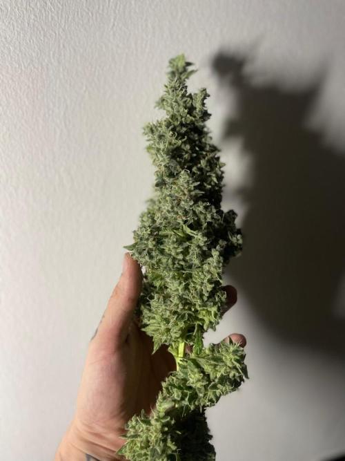 Black Diamond Zamnesia. Week 14