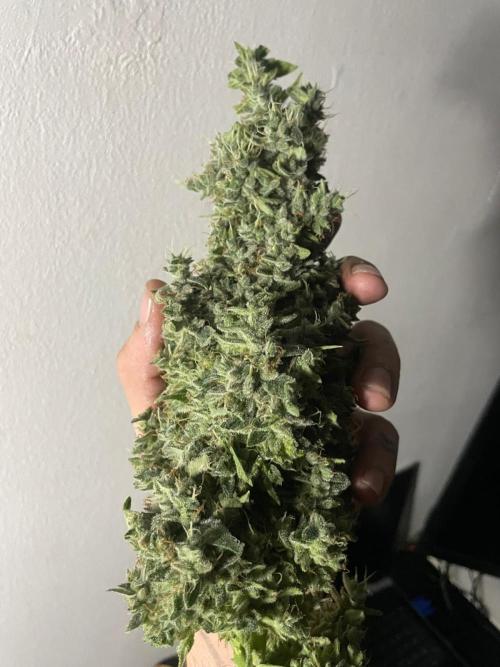 Black Diamond Zamnesia. Week 14