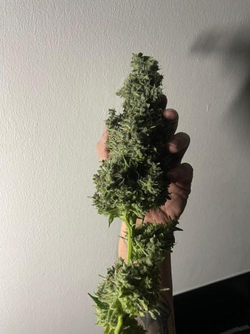 Black Diamond Zamnesia. Week 14