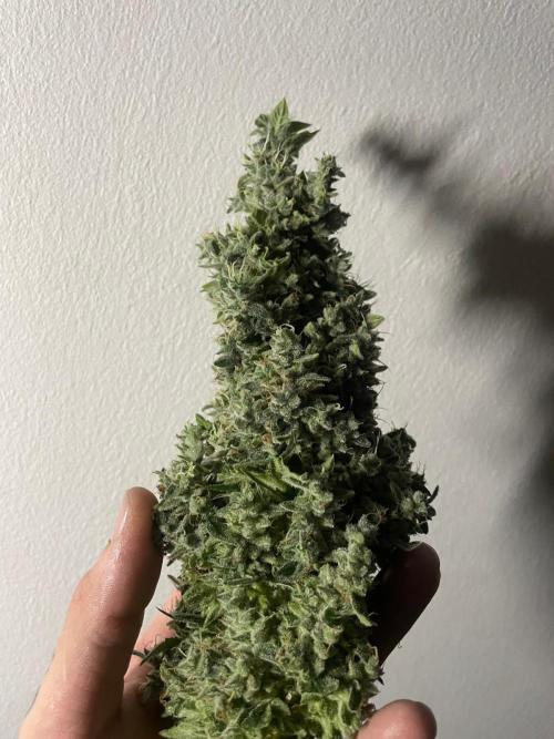 Black Diamond Zamnesia. Week 14