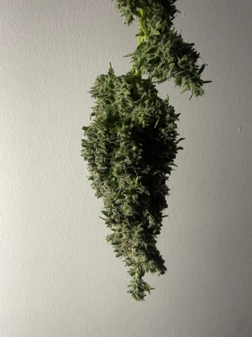 Black Diamond Zamnesia. Week 14