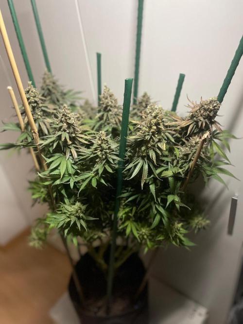 Biscotti Zamnesia. Week 14