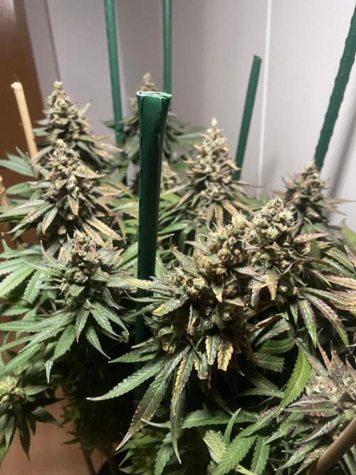 Biscotti Zamnesia. Week 14