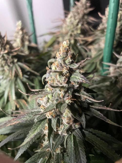 Biscotti Zamnesia. Week 14