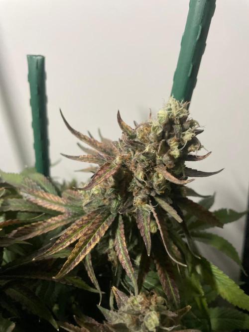 Biscotti Zamnesia. Week 14