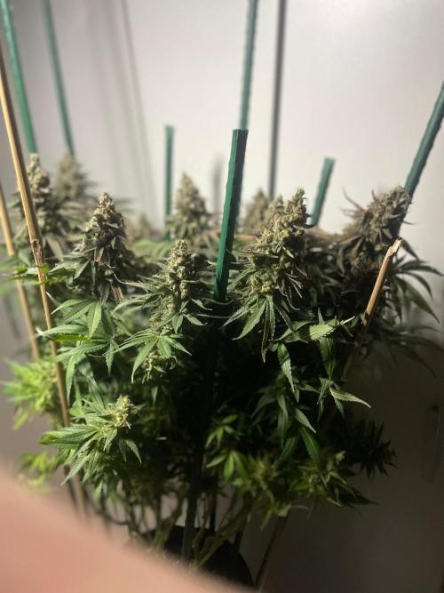 Biscotti Zamnesia. Week 14