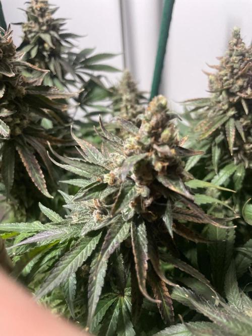 Biscotti Zamnesia. Week 14