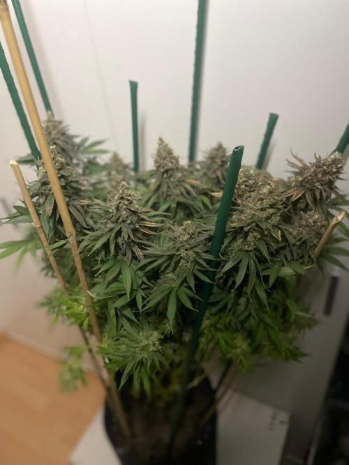 Biscotti Zamnesia. Week 14