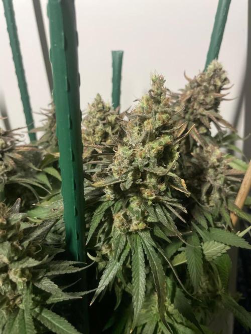 Biscotti Zamnesia. Week 14