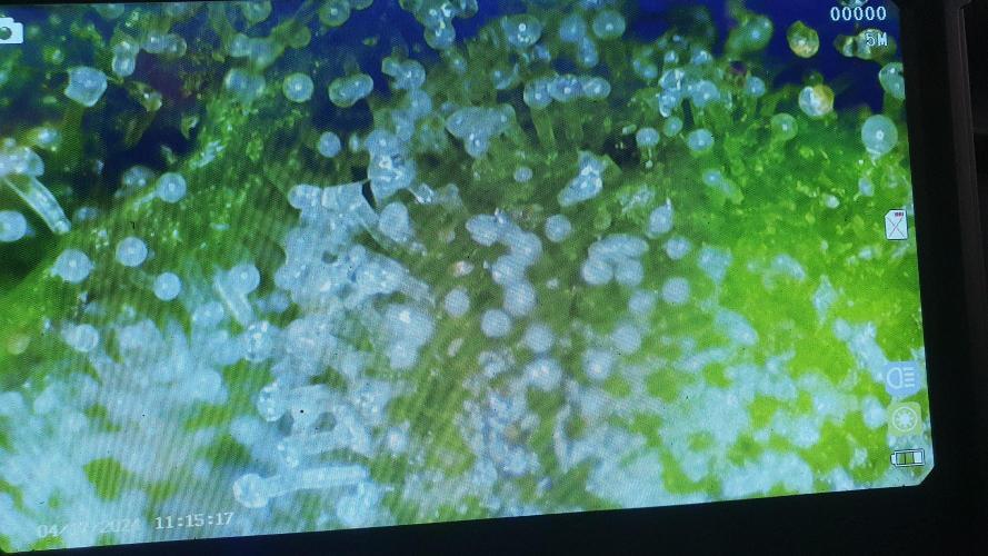 Biscotti Zamnesia. Week 14