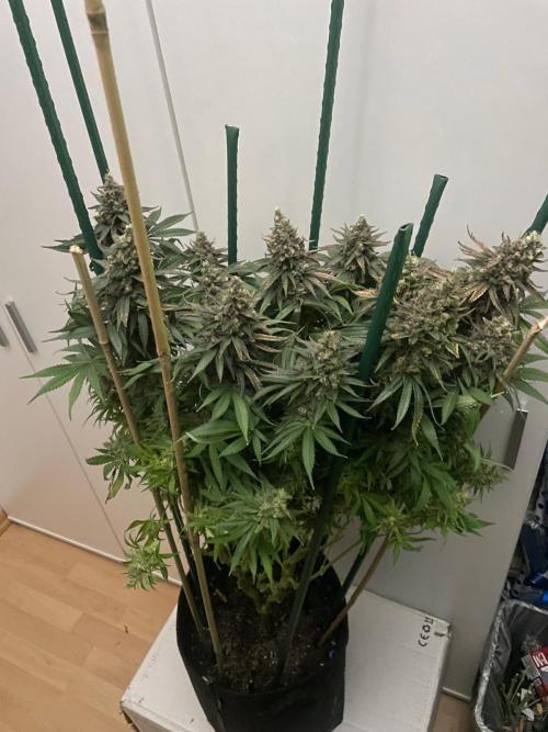 Biscotti Zamnesia. Week 14