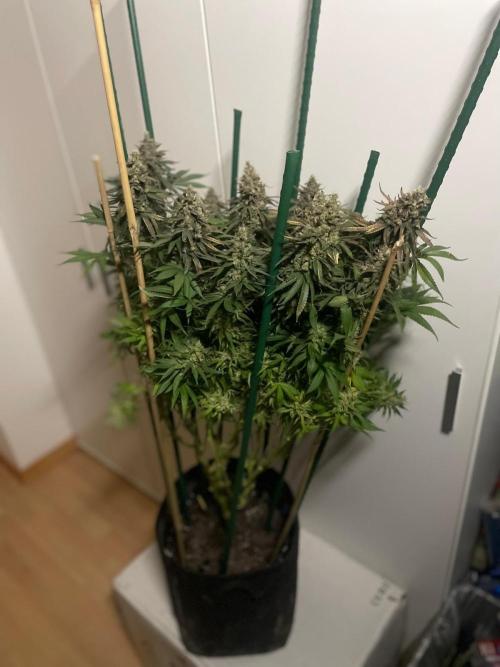 Biscotti Zamnesia. Week 14