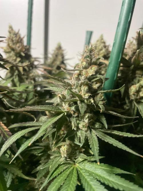 Biscotti Zamnesia. Week 14