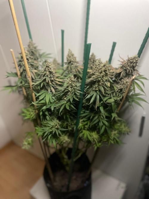 Biscotti Zamnesia. Week 14