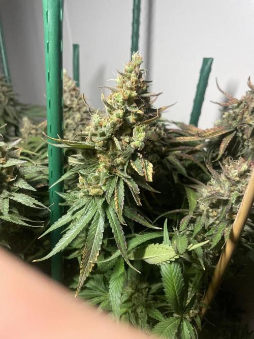 Biscotti Zamnesia. Week 14