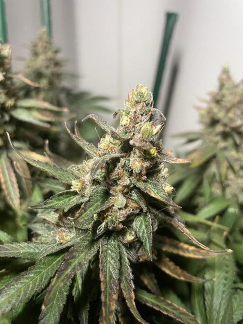 Biscotti Zamnesia. Week 14