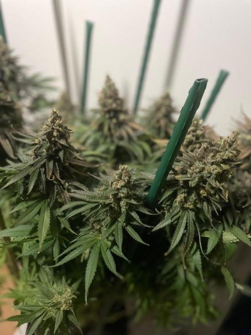 Biscotti Zamnesia. Week 14