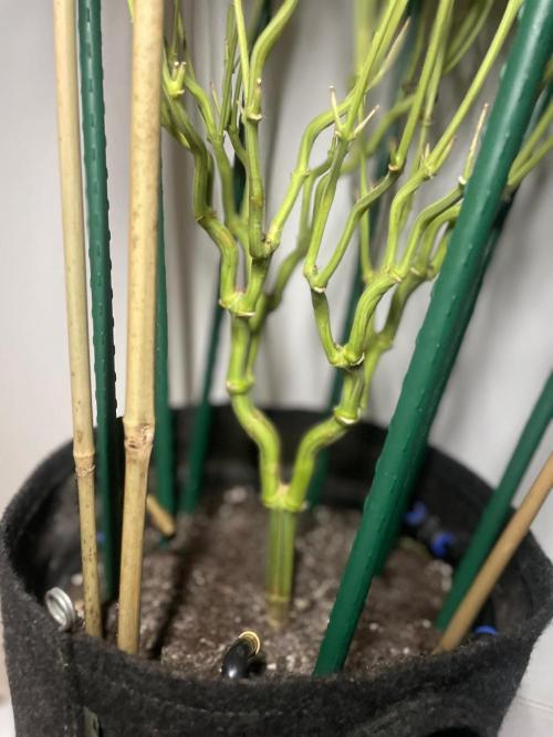 Biscotti Zamnesia. Week 14